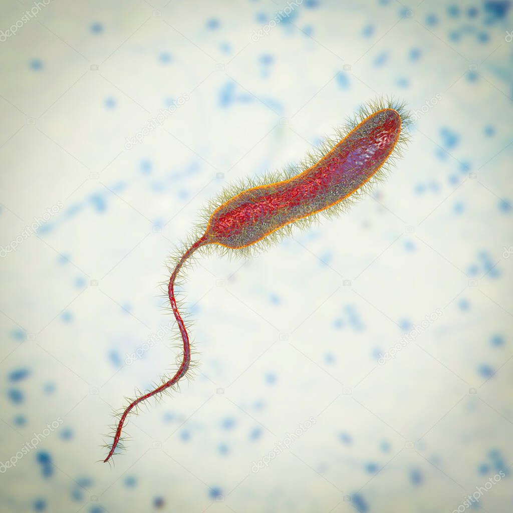 Vibrio cholerae bacteria, 3D illustration. Bacterium which causes cholera disease and is transmitted by contaminated water