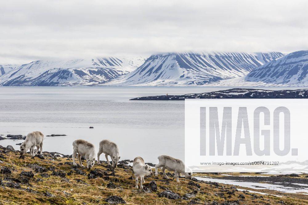 Svalbard reindeer (Rangifer tarandus) grazing on the tundra in Varsolbukta, Bellsund, Spitsbergen, Arctic, Norway, Scandinavia, Europe