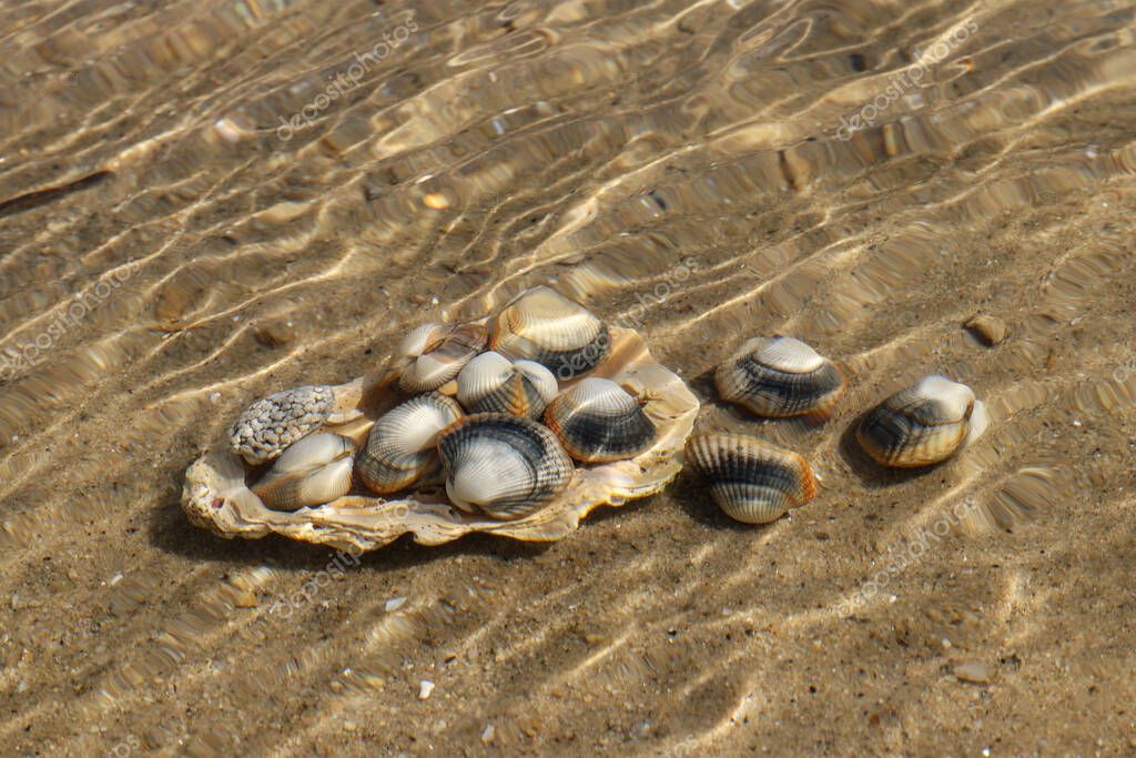 Common cockles underwater on seabed - species of edible saltwater clams