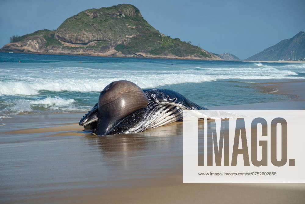 Brasilien, Toter gestrandeter Buckelwal am Strand von Recreio dos Bandeirantes in Rio de Janeiro RIO DE JANEIRO, RJ - 08.08.2024: BALEIA MORTA NA PRAIA DO RECREIO - Humpback whale appears dead on Recreio beach, this Thursday, August 8th, in Rio de Janeiro, RJ. x2589722x CristianexMota