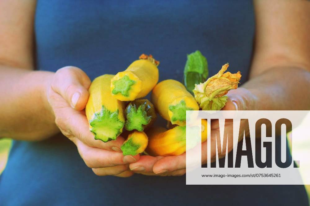 Farmer women hold fresh organic zucchinis in hands. Vegetable harvest concept, Farmer women hold fresh organic zucchinis in hands. Vegetable harvest concept ., Farmer women hold fresh organic zucchinis in hands. Vegetable harvest concept ., 20.02.2024,