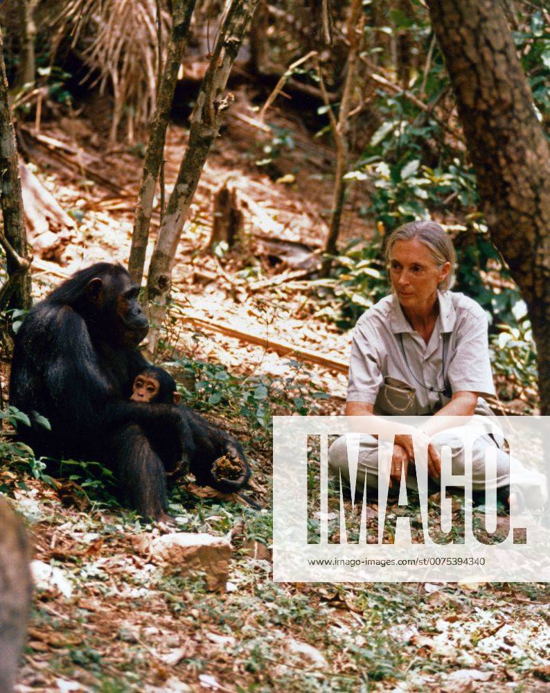 IMAGO ICONS: Jane Goodall Die britische Verhaltensforscherin Jane Goodall bei ihren Schimpansen. British behaviour scientist Jane Goodall researching with chimpanzees.