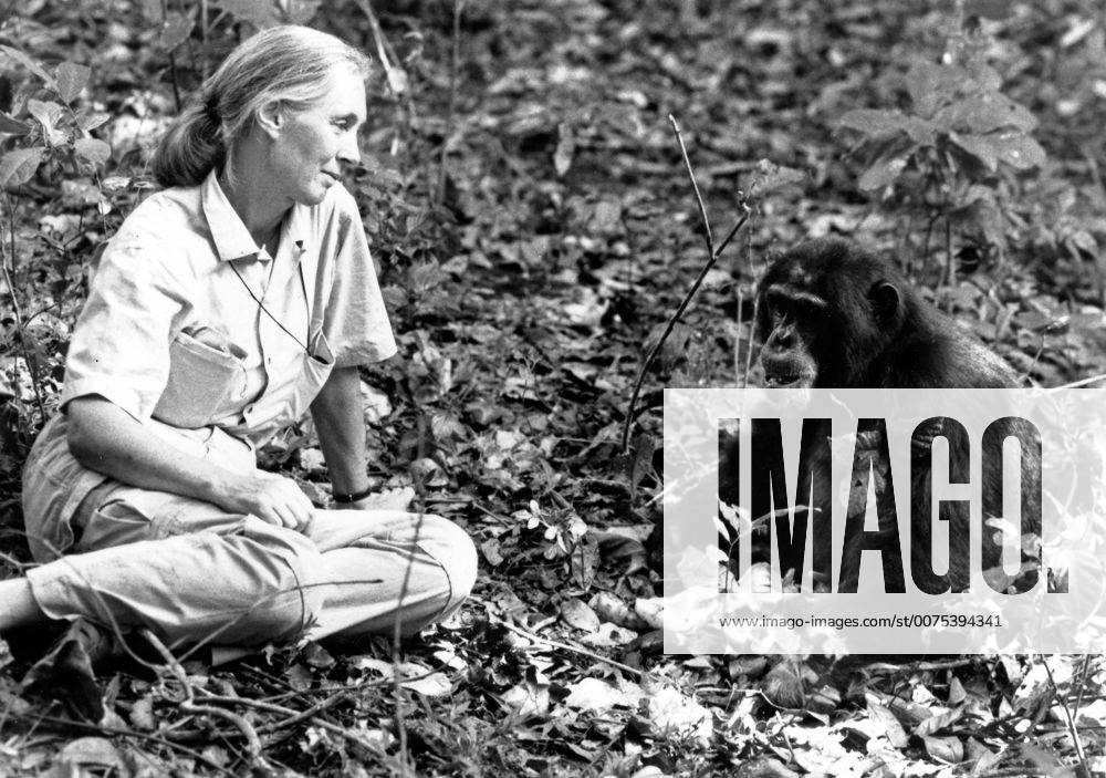 IMAGO ICONS: Jane Goodall Die britische Verhaltensforscherin Jane Goodall bei ihren Schimpansen. British behaviour scientist Jane Goodall researching with chimpanzees.