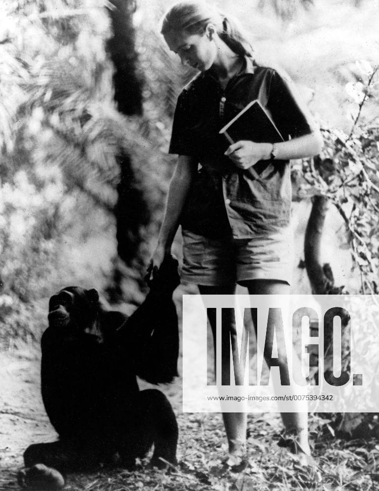 IMAGO ICONS: Jane Goodall Die britische Verhaltensforscherin Jane Goodall bei ihren Schimpansen. British behaviour scientist Jane Goodall researching with chimpanzees.