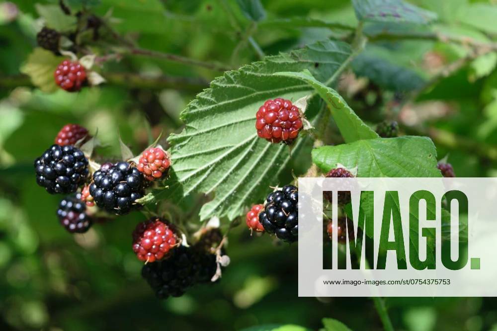 Ripe and unripe blackberries on a bush, Close-up of ripe and unripe blackberries on a bush with green leaves in the background., Close-up of ripe and unripe blackberries on a bush with green leaves in the background., 26.05.2024,