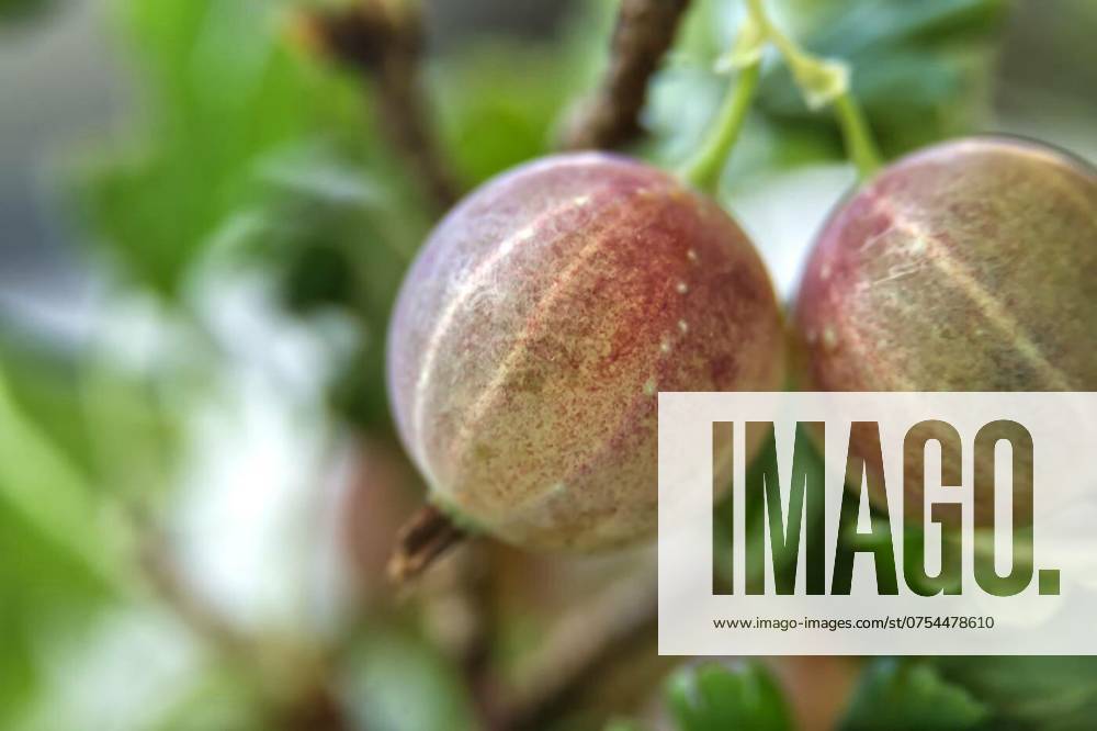 Close-up view of fresh ripe gooseberries with green leaves, Macro shot of fresh and ripe gooseberries with green leaves. Ideal for concepts related to fresh produce, summer fruits, and healthy eating., Macro shot of fresh and ripe gooseberries with green leaves. Ideal for concepts related to fresh produce, summer fruits, and healthy eating., 26.06.2024,
