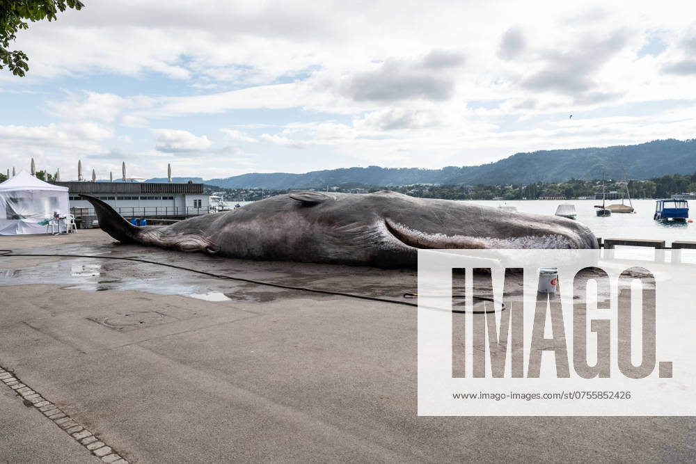 Bilder des Jahres 2024, Entertainment 08 August Entertainment Themen der Woche KW34 August 19, 2024, Zurich, Switzerland: A stranded whale lies along the shores. As part of an artistic performance of the Belgium collective Captain Boomer aimed at raising attention on the climate change issue, a stranded whale suddenly appeared on the lake shore on the Utoquai Lido, the main promenade of the Zurich lake. Artists will perform for the three days, telling the story of the stranded whale, watering the animal, using forensic costumes and tools, and rotten fish as smelling effects. The performance left people speechless and many of them truly guessed if the animal was real or not. Zurich Switzerland - ZUMAs197 20240819_aaa_s197_330