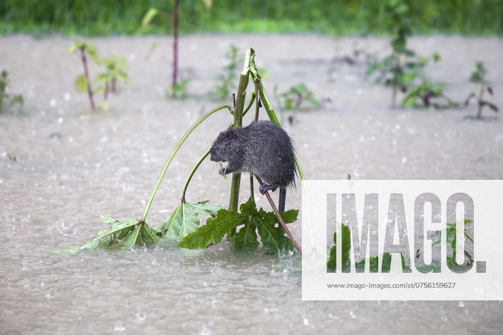 August 21, 2024, Feni, Bangladesh: A Rat has taken shelter on a small tree above the flood water during heavy rain in Munsirhat area of ‹â€¹Feni district of Chittagong division of Bangladesh..On Wednesday (August 21), the waters of Muhuri, Kahua and Ceylon rivers were seen flowing above the danger level by 86 cm. Roads and houses were not spared by the water in the forest. More than 200,000 people of three upazilas have been disoriented in the terrible humanitarian disaster. In this situation, these areas are completely without electricity. Feni Bangladesh - ZUMAh178 20240821_zip_h178_007
