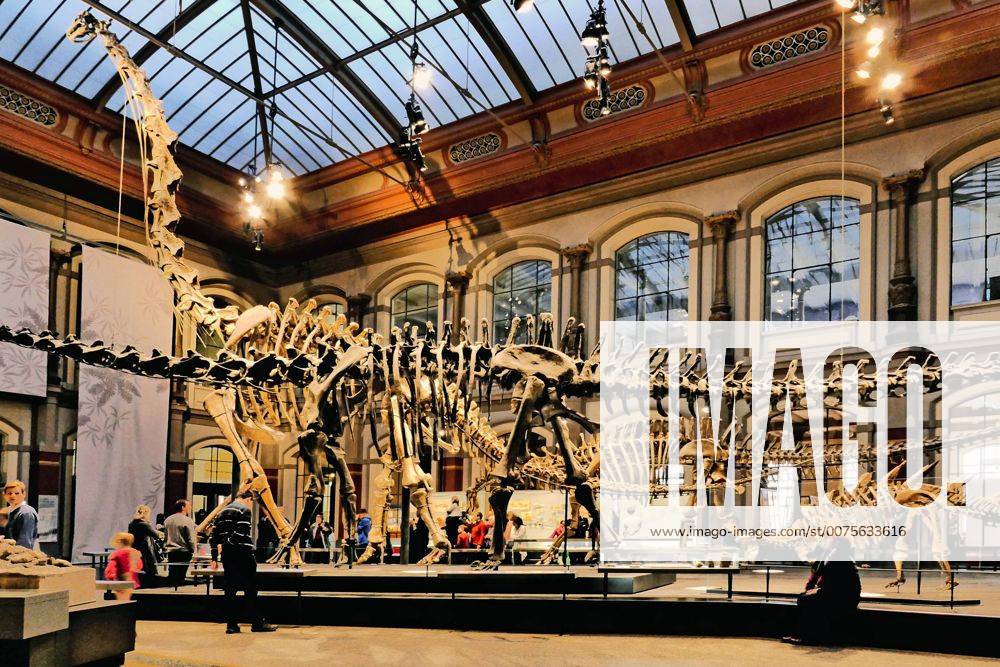 Berlin Mitte, Naturkundemuseum an der Invalidenstraße, Saal mit Dinosaurier Naturkundemuseum