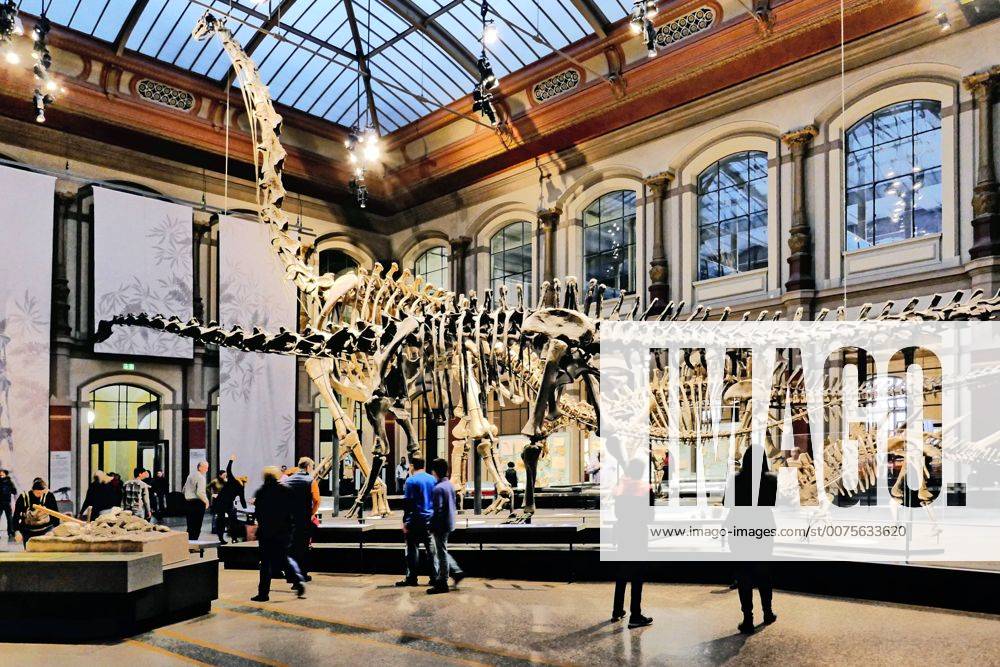 Berlin Mitte, Naturkundemuseum an der Invalidenstraße, Saal mit Dinosaurier Naturkundemuseum