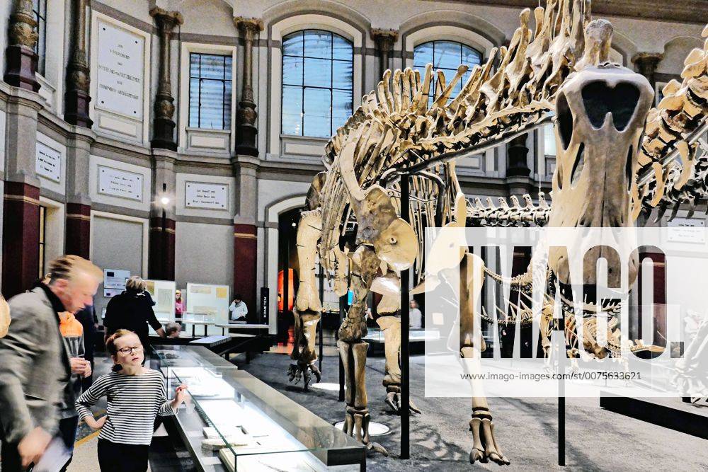 Berlin Mitte, Naturkundemuseum an der Invalidenstraße, Saal mit Dinosaurier Naturkundemuseum