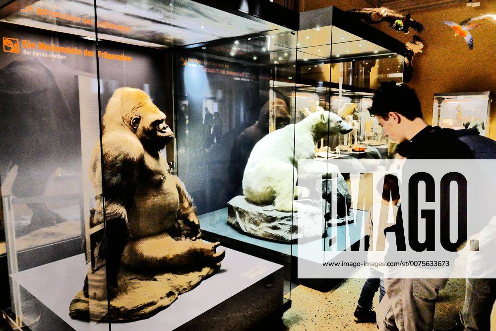 Berlin Mitte, Naturkundemuseum an der Invalidenstraße, Tierpräparate: Eisbär Knut und Gorilla Bobby Naturkundemuseum