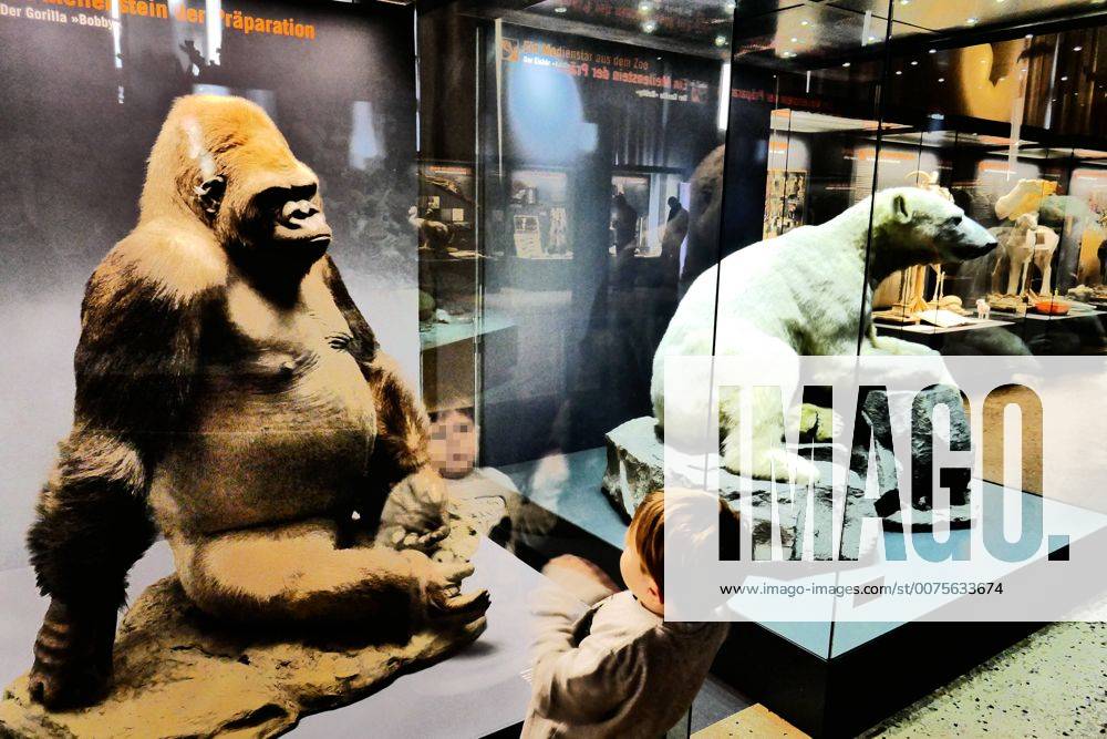Berlin Mitte, Naturkundemuseum an der Invalidenstraße, Tierpräparate: Eisbär Knut und Gorilla Bobby Naturkundemuseum