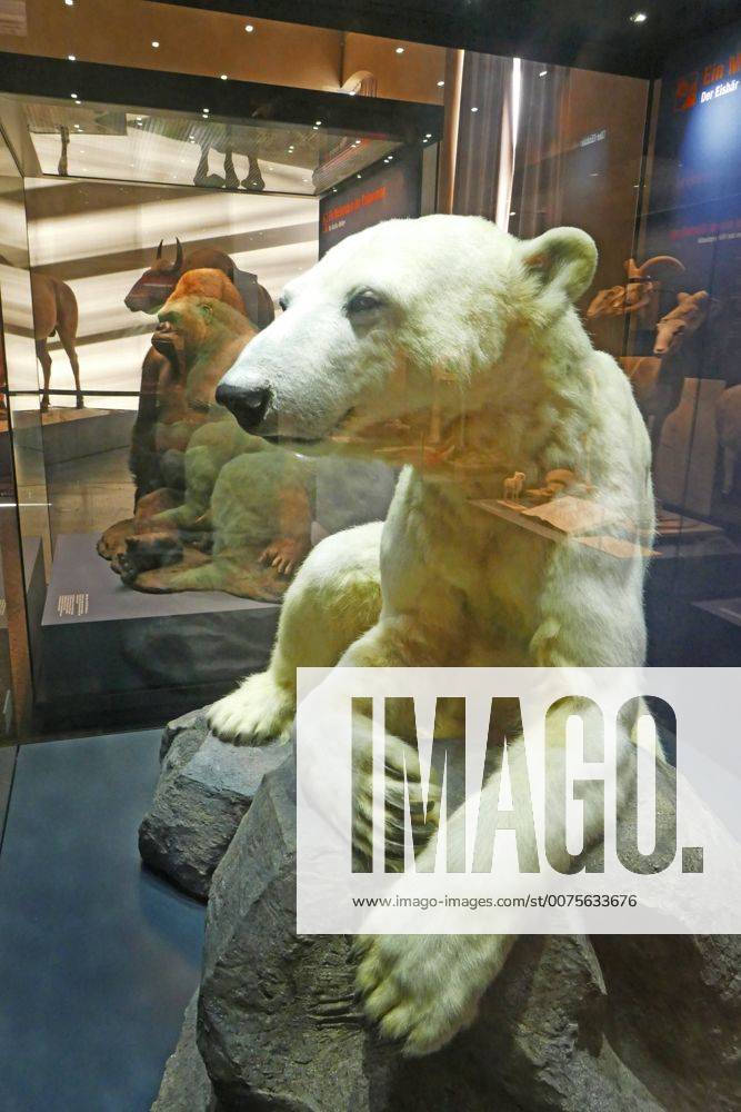 Berlin Mitte, Naturkundemuseum an der Invalidenstraße, Tierpräparate: Eisbär Knut und Gorilla Bobby Naturkundemuseum