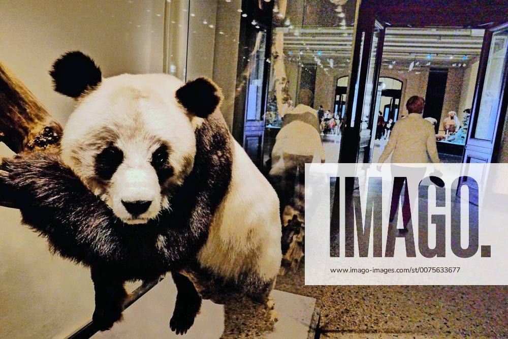 Berlin Mitte, Naturkundemuseum an der Invalidenstraße, Tierpräparate: Panda Bao Bao Naturkundemuseum