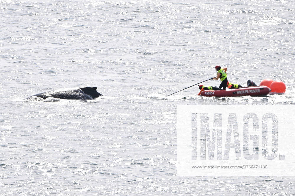 WHALE SYDNEY HARBOUR NETS RESCUE, An entangled whale is seen in Sydney Harbour, Friday, August 23, 2024. A young whale is swimming erratically around Sydney Harbour after becoming entangled in ropes with wildlife officers and rescuers attempting to free the mammal. ( NO ARCHIVING, , NO USE IN BOOKS WITHOUT CONSENT SYDNEY NEW SOUTH WALES AUSTRALIA