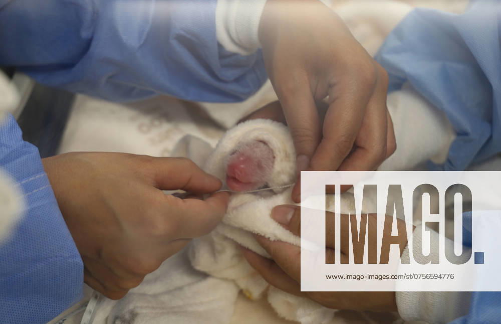 (240823) -- BERLIN, Aug. 23, 2024 -- Staff members measure one of the giant panda twins at Zoo Berlin in Berlin, capital of Germany, Aug. 22, 2024. Meng Meng, an 11-year-old female giant panda at Zoo Berlin, has given birth to twins, zoo authorities announced on Friday. The eagerly awaited second offspring of Meng Meng was born at 13:03 and 14:19 on Thursday in Zoo Berlin s Panda Garden, said the zoo in a press release. Both cubs are doing well and are lovingly cared for by their mom and the experienced panda team around the clock. The cubs weigh 169g and 136g and are about 14cm long. (Zoo Berlin Handout via Xinhua) GERMANY-BERLIN-GIANT PANDA TWINS-BIRTH RenxPengfei