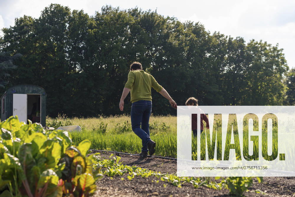 Father holding son s hand and walking amidst plants in vegetable garden model released, Symbolfoto property released, JOSEF25986