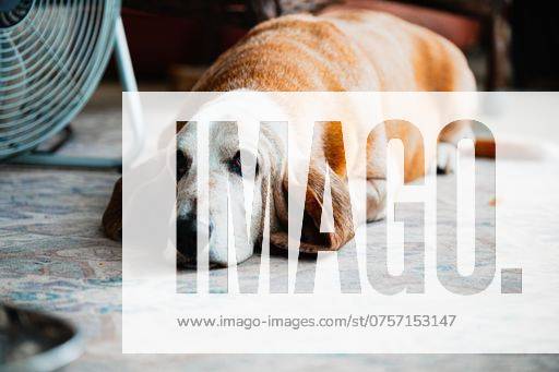 A basset hound dog lying on a rug indoors with a fan in the background 25016344 RECORD DATE NOT STATED