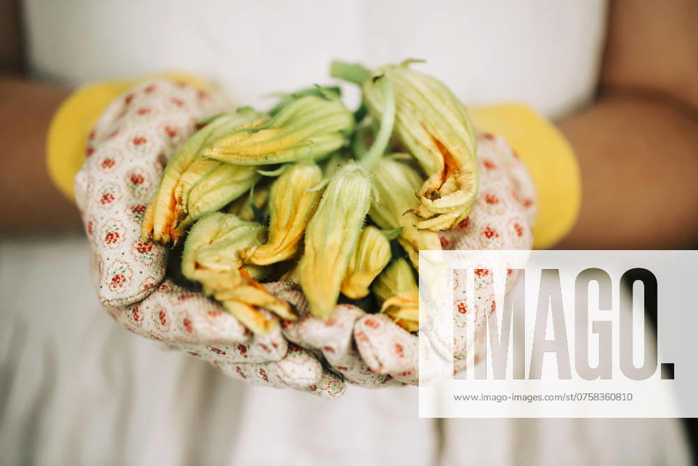 IMAGO Creative, Food, Zucchiniblüten Zucchini halten Blumen in den Händen des Gärtners in Handschuhen im Freien Gartenarbeit Zucchini holding flowers in the hands of the gardener in gloves outdoors - gardening