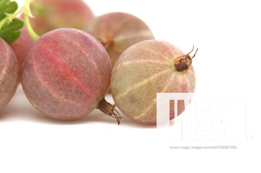 Fresh ripe gooseberries isolated on white background with detailed texture and vibrant colors, Close-up of fresh ripe gooseberries with detailed texture and vibrant colors, isolated on a white background., Close-up of fresh ripe gooseberries with detailed texture and vibrant colors, isolated on a white background., 22.07.2024,