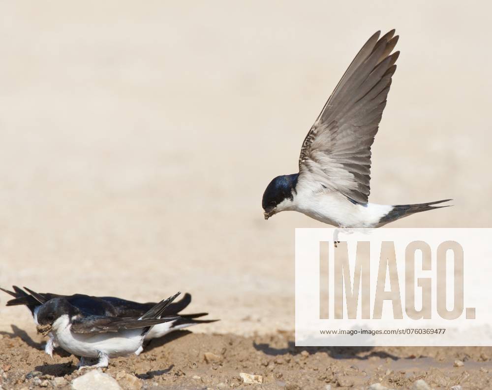 Huiszwaluw, Common House Martin, Delichon urbicum Huiszwaluw in vlucht; Common House Martin (Delichon urbicum) in flight Molivos Lesvos Greece