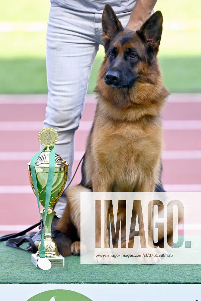 Impression of the World Championship for German Shepherds 2024 in Nuremberg in the Max Morlock Stadium Nuremberg, 07 09 2024 Bavaria Germany