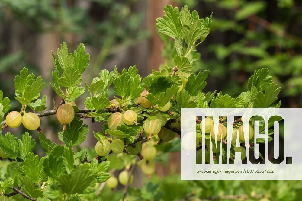 A branch of ripening white gooseberries, A branch of white gooseberry protected by sharp thorns, A branch of white gooseberry protected by sharp thorns, 04.08.2024,