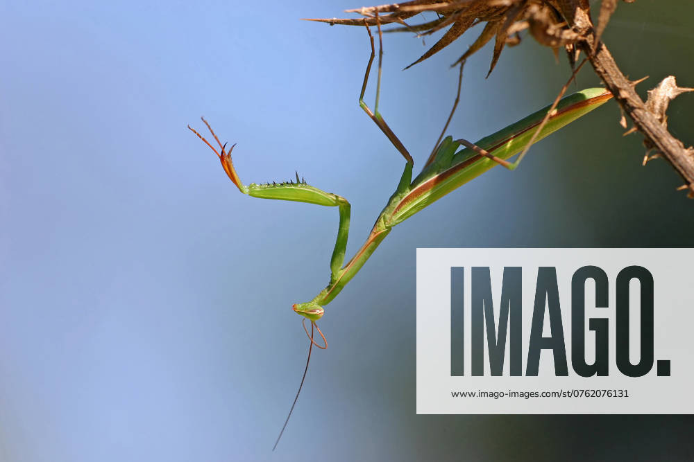 European Praying mantis, Praying Mantis Mantis religiosa , sits at a Thistle, Germany, Bathing Wuerttemberg, Kaiserstuhl European preying Mantis Mantis religiosa , Sitting ON a thistle, Germany, Bathing Wuerttemberg, Kaiserstuhl BLWS716786