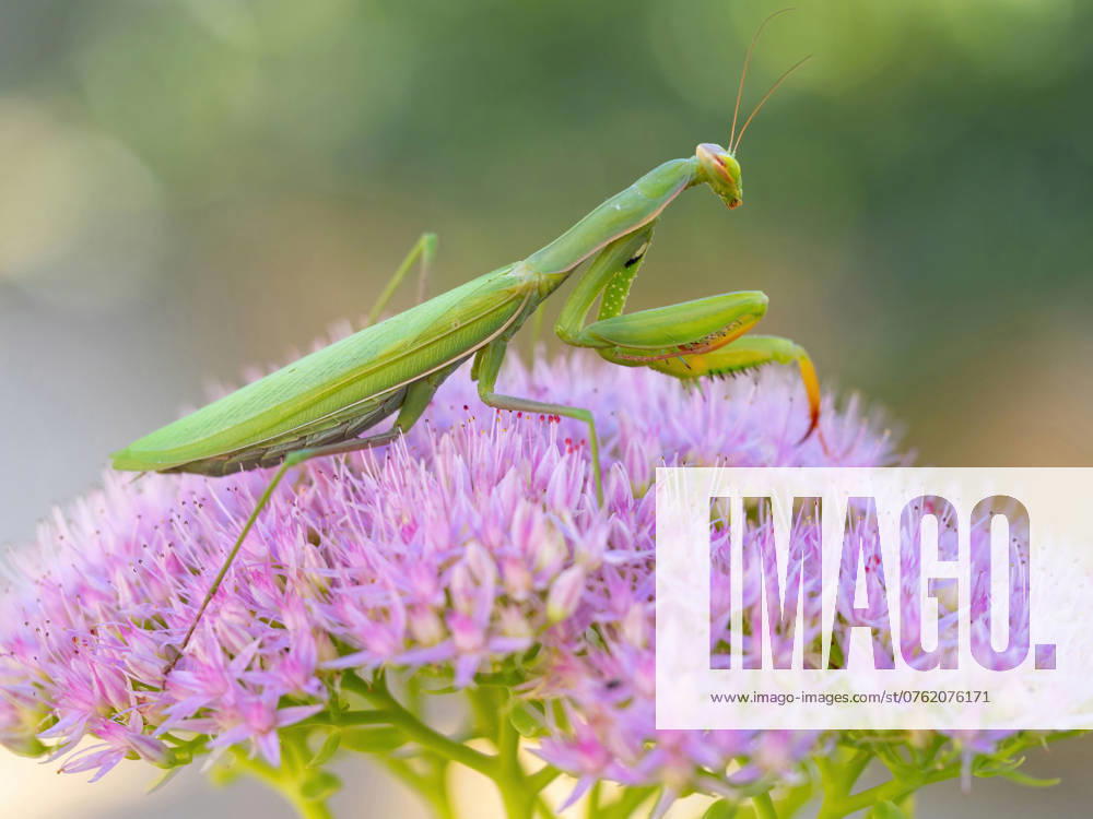 European Praying mantis, Praying Mantis Mantis religiosa , sits at a Stonecrop, Hylotelephium, Germany, Bathing Wuerttemberg, Kaiserstuhl European preying Mantis Mantis religiosa , sits ON a stonecrop, Hylotelephium, Germany, Bathing Wuerttemberg, Kaiserstuhl BLWS716788