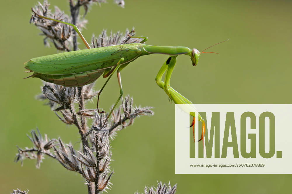 European Praying mantis, Praying Mantis Mantis religiosa , sits at a Thistle, Germany, Bathing Wuerttemberg, Kaiserstuhl European preying Mantis Mantis religiosa , Sitting ON a thistle, Germany, Bathing Wuerttemberg, Kaiserstuhl BLWS716784