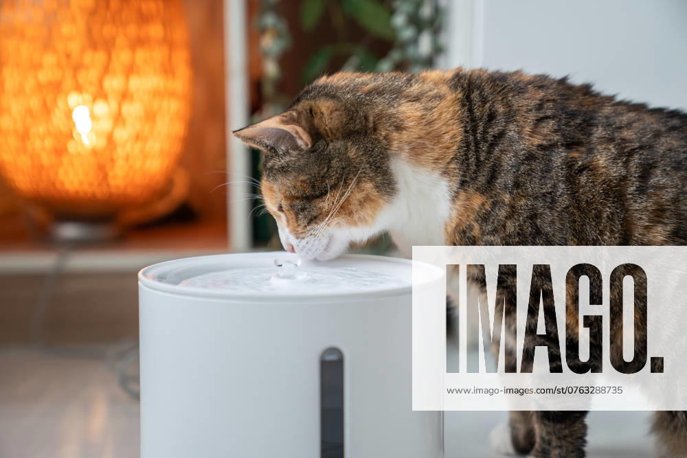 Cat drinking from automatic water dispenser close up. Smart pet drinker with mobile app connection. Cat drinking from automatic water dispenser. Modern smart drinker for pet. Drinking fountain with replaceable filter, water quantity indicator, filter replacement at home. Prevention of urolithiasis.