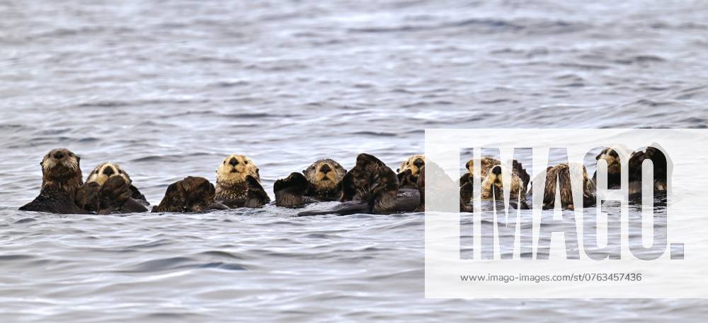 Mehrere Seeotter (Enhydra lutris) schwimmen auf dem Rücken im Pazifik, Vancouver Island Several sea otters (Enhydra lutris) swimming on their backs in the Pacific Ocean, Vancouver Island