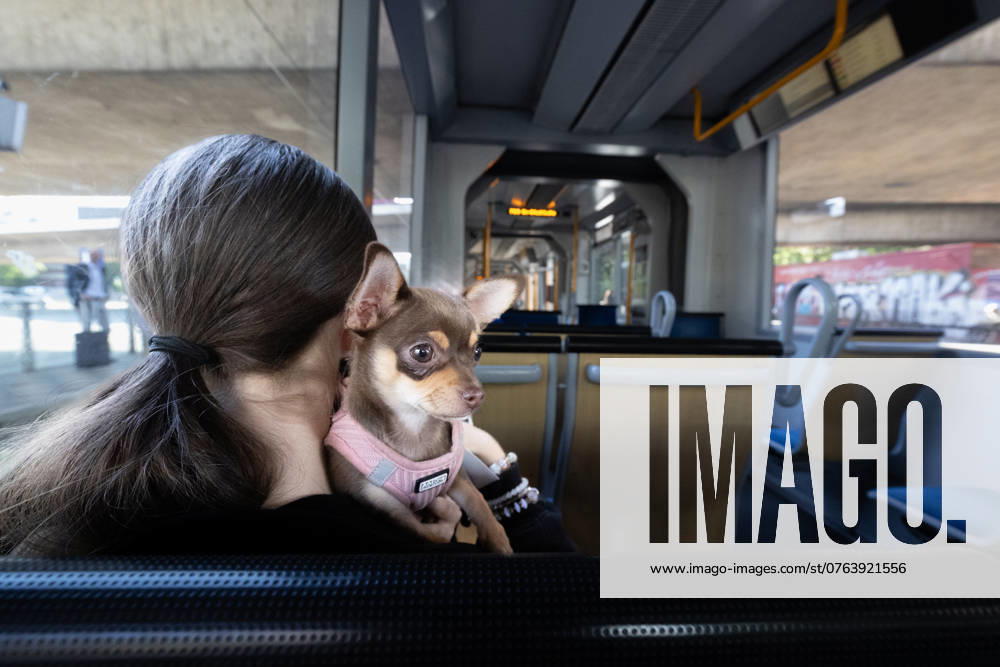 Düsseldorf The Chihuahua is a Mexican dog breed recognized by the FCI FCI Group 9, Section 6, Standard No. 218 It is the smallest dog breed in the world Düsseldorf Strassenbahn Nordrhein Westfalen Germany