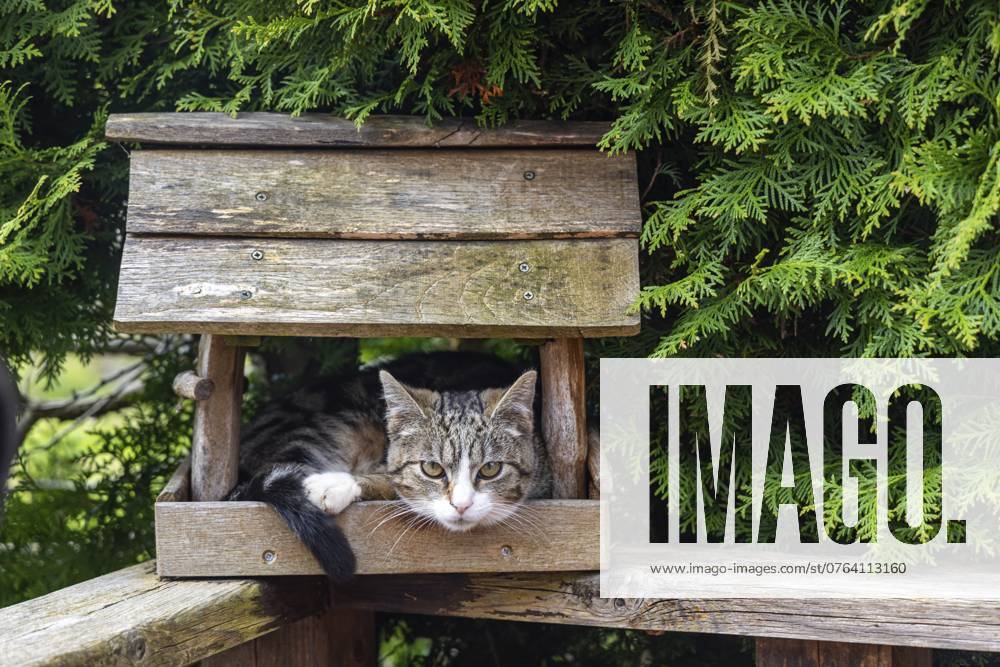 Katze im Vogelhaus versteckt Cat hidden in a birdhouse