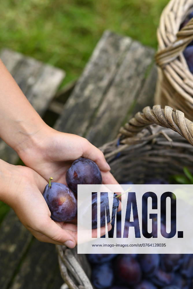 IMAGO Creative, Jahreszeit Sommer, Food, Pflaume Close-up of a childs hands holding plums harvested in a basket in a garden model released, Symbolfoto, Hamburg Hamburg Deutschland Altes Land GISF01135
