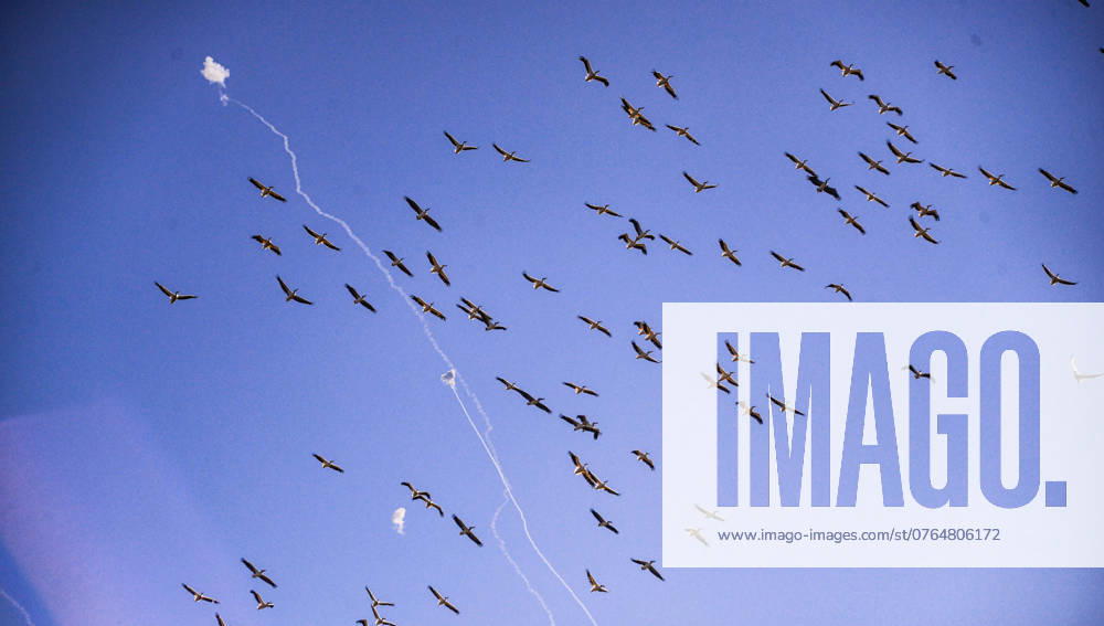 Pelicans fly as the Israeli Iron Dome intercepts a barrage of Hezbollah rockets fired from Lebanon at Zichron Yaâ€⠢acov area in northern Israel. Zichron Yaacov Israel - ZUMAs197 20240925_aaa_s197_135