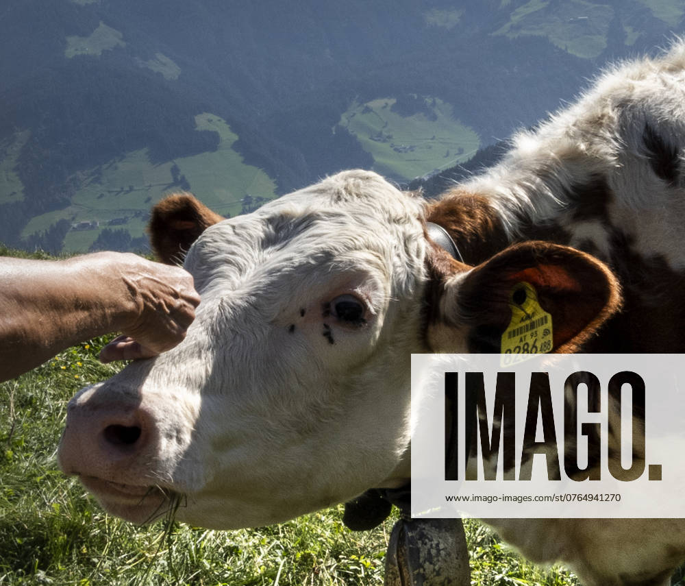 Wildschönau Petting a cow A hand strokes the head of a cow on a pasture in the Wildschönau Tyrol Austria The animal appears to be enjoying the petting Thierbach Tyrol Austria