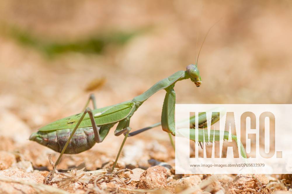 Marco image of an insect Sphodromantis viridis - Giant african mantis - Afrikanische Riesengottesanbeterin, Greece (Cyprus) Switzerland