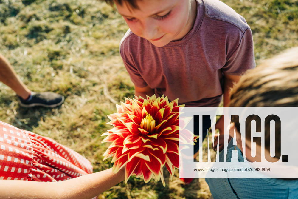 IMAGO Creative, Sommer, Sommertage im Garten IMAGO Creative, Jahreszeit Sommer, Sommerferien Children admiring a large, vibrant red and yellow flower outdoors Ipswich, Massachusetts, United States R_FKNH240925B-1543215-01 ,model released, Symbolfoto