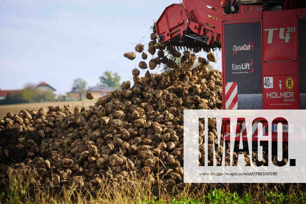 Ried im Innkreis, AUT, On the road in Upper Austria, symbol picture, theme picture, various theme pictures, sugar beet harvest, agriculture, in the picture harvest, sugar beet, beet, harvesting machine, field, agriculture, fields, October, beet, turnip,