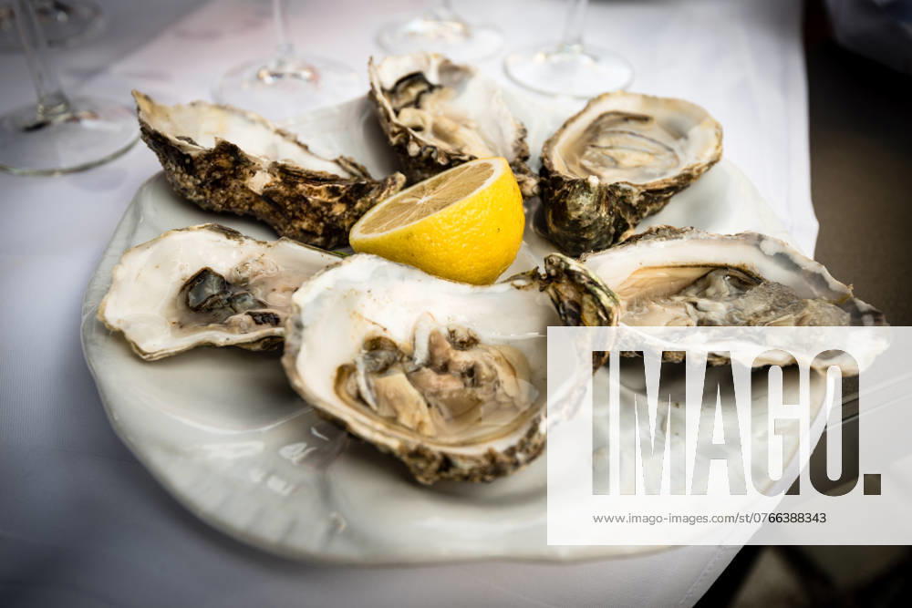 Hald dozen oysters Hald dozen fresh oysters on a white plate with a lemon