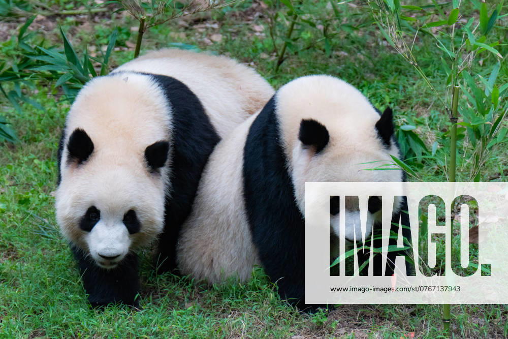 China Chongqing Zoo Giant Panda Giant pandas Yu Ke and Yu Ai walk through a small bamboo forest at Chongqing Zoo in Chongqing, China, on October 4, 2024. Chongqing China