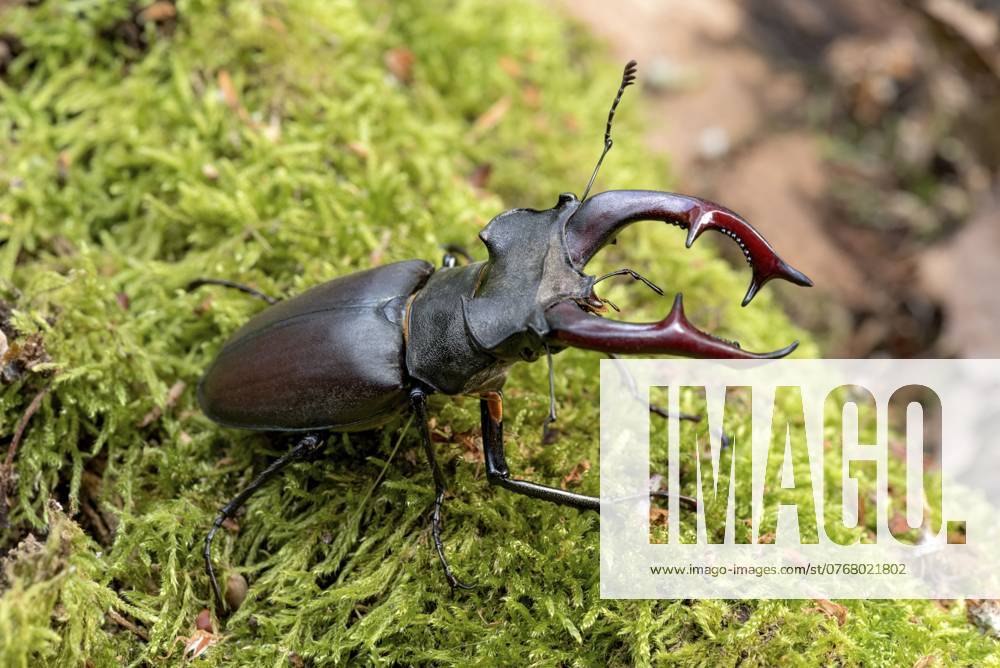 Hirschkäfer (Lucanus cervus), Schröter, Hornschröter, Feuerschröter, Männchen mit großen Mandibeln, Oberkiefer, Geweih, im Wald auf Moos an Baumstumpf, bedrohte Tierart, Artenschutz, Naturschutz, selten, Raumertswald, Naturpark Vulkanregion Vogelsberg, Nidda, Wetterau, Hessen, Deutschland, Europa Stag beetle (Lucanus cervus), horned beetle, fire beetle, male with large mandibles, upper jaw, antlers, in the forest on moss on a tree stump, endangered species, species protection, nature conservation, rare, Raumertswald, Vogelsberg Volcanic Region nature park Park, Nidda, Wetterau, Hesse, Germany, Europe