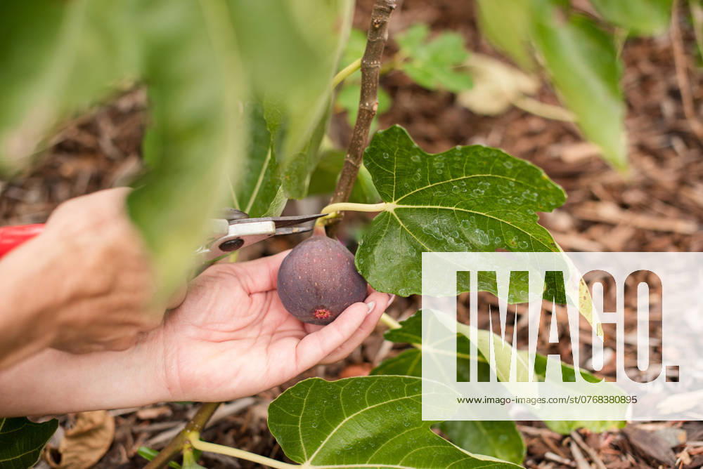Close up of hands cutting a fig from the tree Napa, California, United States R_HOOX241007-1551440-01 ,model released, Symbolfoto