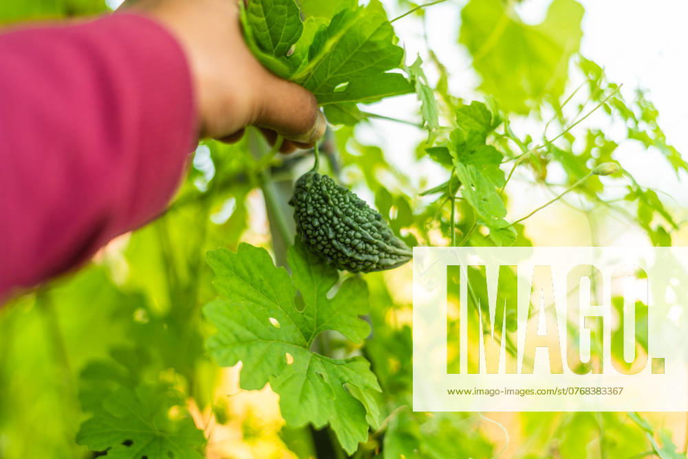 Hand picking a small, green bitter melon from a vine Roseville, California, United States R_OCZQ241007-1552442-01 ,model released, Symbolfoto