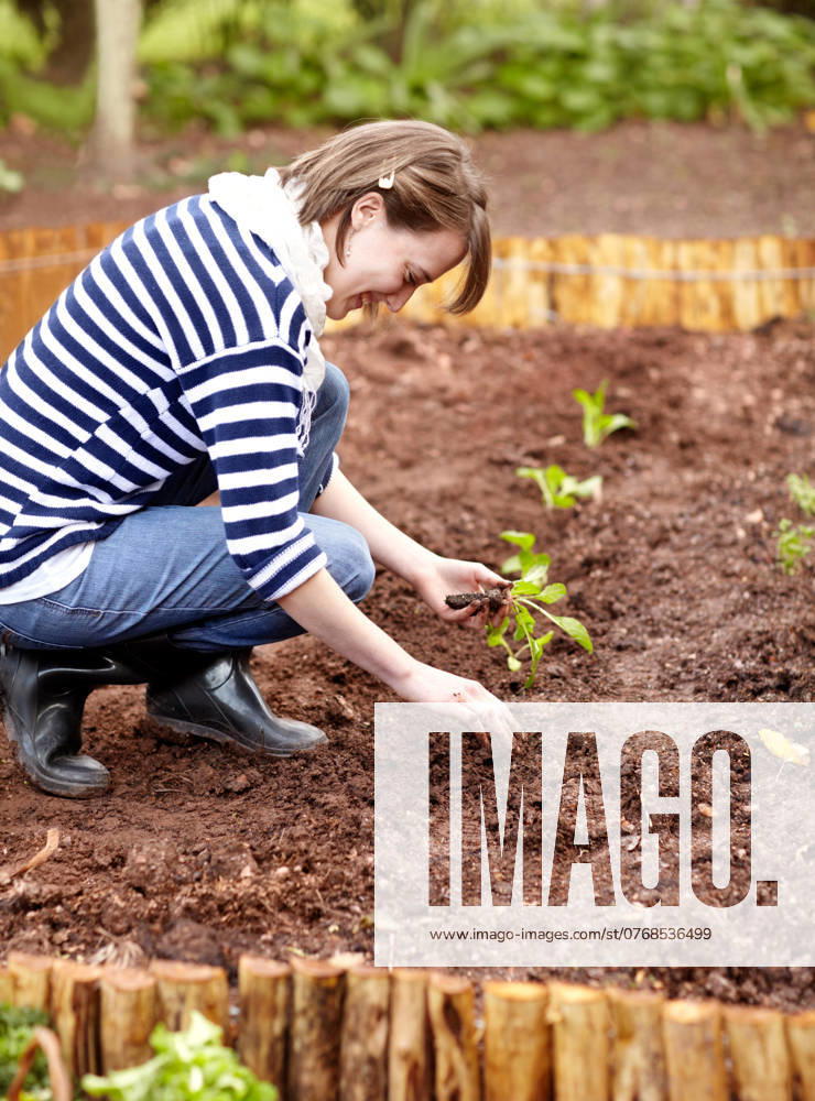 Woman, gardening and plant in backyard soil, dirt or growing vegetables. Person, planting or harvest of plants in ground or agriculture in spring, garden or farming green spinach, leaves or herbs. model released property released