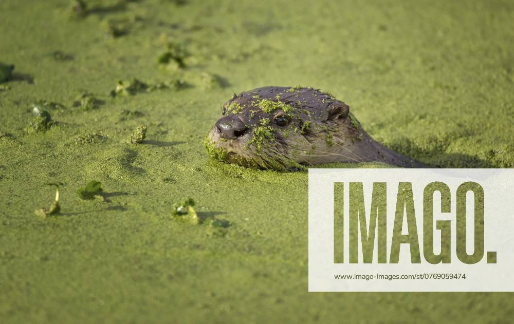 Flussotter schwimmt in grünem, moosigem Wasser, Farbbild River Otter Swimming in Green Mossy Water, Color Image