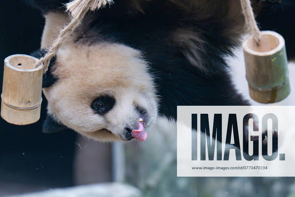 Giant Pandas Play at Chongqing Zoo Giant panda Yu Ai plays with a bamboo tube at Chongqing Zoo in Chongqing, China, on October 13, 2024. Chongqing Chongqing China