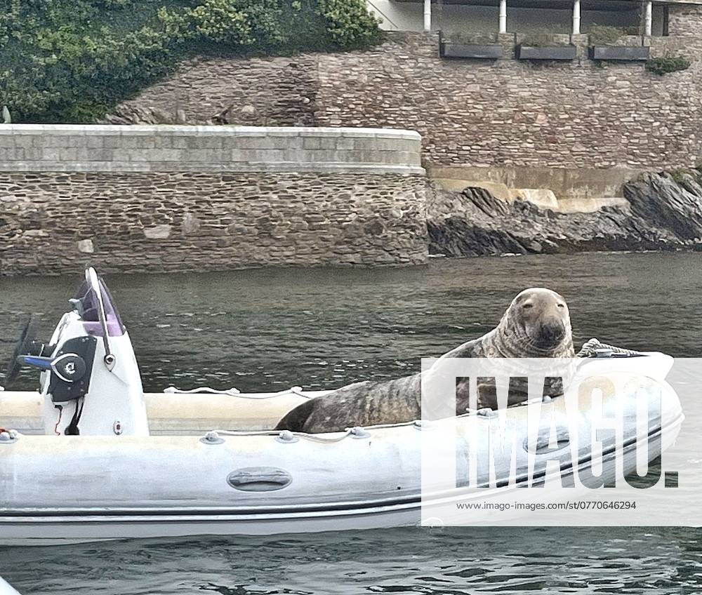 Seal-ing the show! Massive seal spotted chilling out in boat at beauty spot Story from Jam Press (Boat Seal) Pictured: A massive seal chilling out in the boat. Seal-ing the show! Massive seal spotted chilling out in boat at beauty spot A massive seal has been spotted chilling out in a boat at a popular beauty spot. The 32 st (200kg) harbour seal nearly dwarfed the dinghy he was dozing in on. He was spotted by Rob Jones, who was just thankful it hadn t chosen his boat for a nap. The seal was seen on the River Dart, at Dartmouth, Devon. I ve seen seals in the River Dart before but not that size and definitely not in a boat, he told What s The Jam. I reckon he was 200kg. My boat has a swim platform and I moored her in the River
